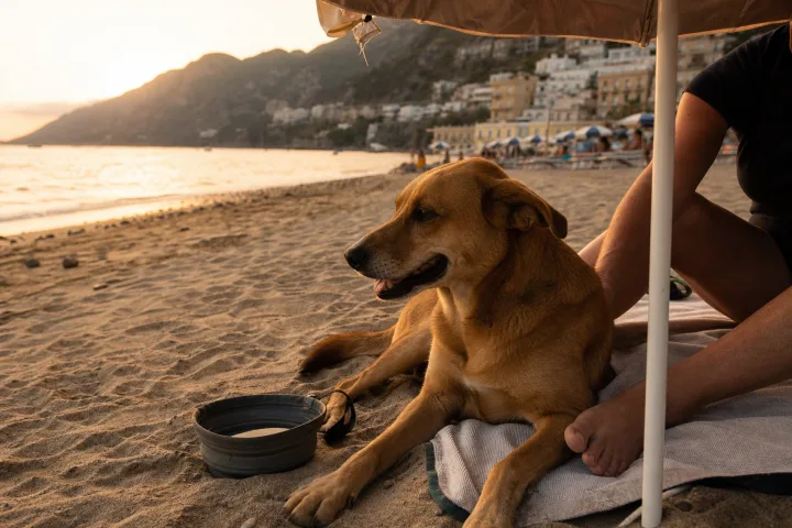 Cane in spiaggia: acqua, ombra e regole pratiche per una giornata serena