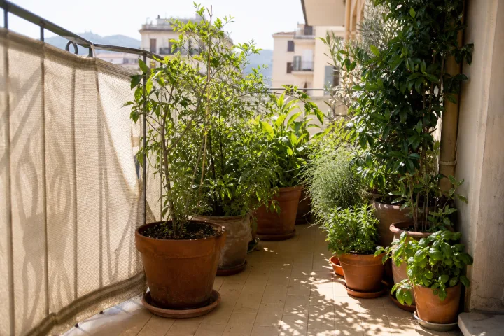 Piante sul balcone con il caldo: cosa fare se parti due giorni